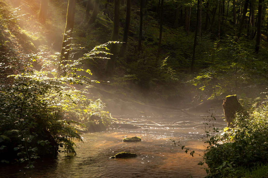 Wald mit Sonnenlicht und Bachlauf zwischen Bäumen und Moos im Morgenlicht